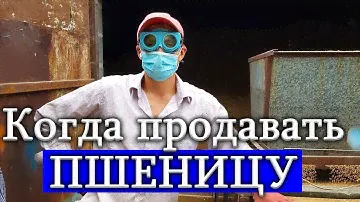 Когда продавать пшеницу по самым высоким ценам!?
